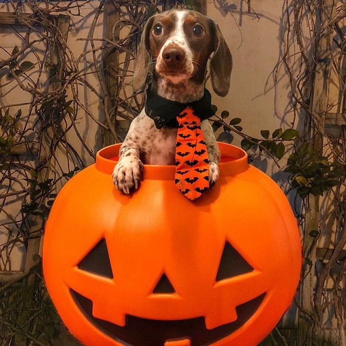 Doggie Halloween hallowtrends