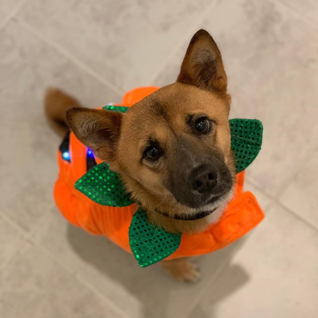 Enzo Pumkin Boy enzothedogee