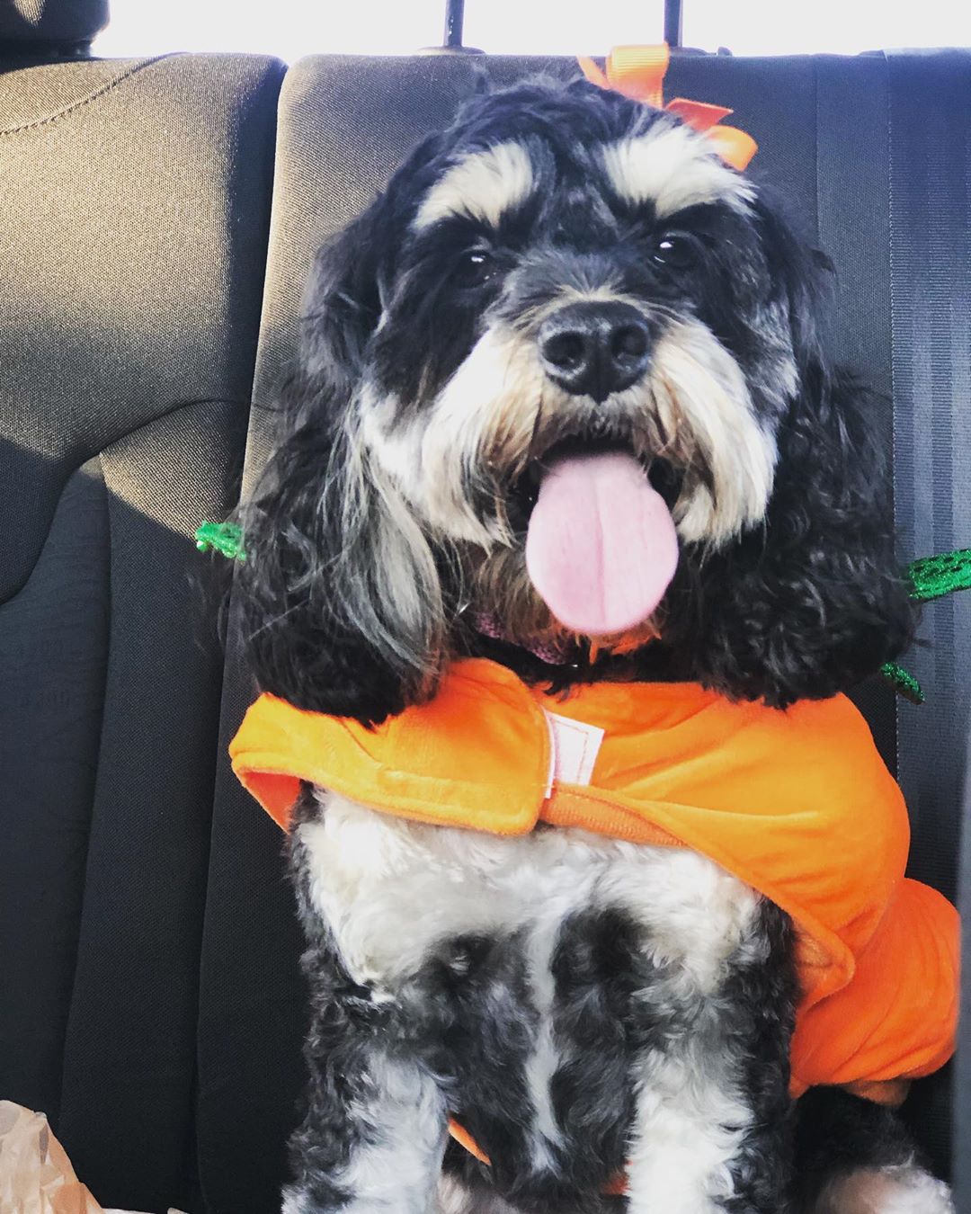 Halloween costume ready catahoula and a cockapoo