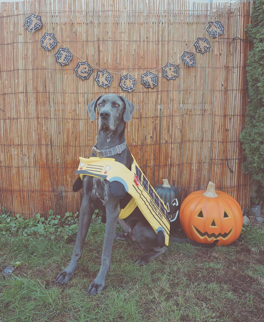 Halloween costumes for pups angelaclearyclose