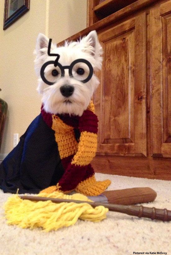 Harry Potter Dog Costume.