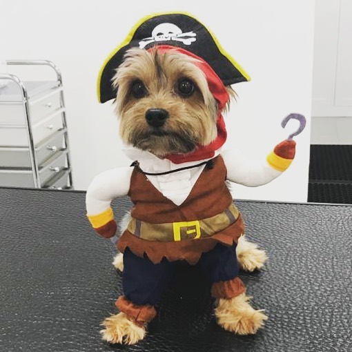 Jack Sparrow who’s ready for halloween vivipetcare