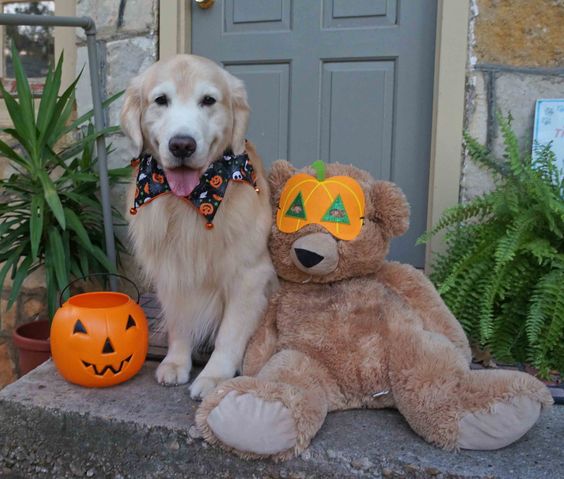 Jack with his favorite bear ready for Halloween.