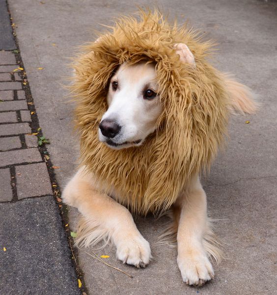 Lion Costume for Dog.