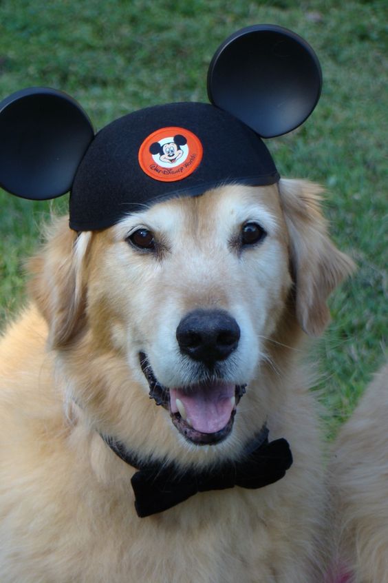 Mickey Mouse hat.