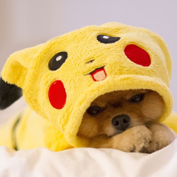 Pikachu Dog Costume.