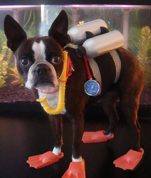 Scuba Diver Dog Costume.