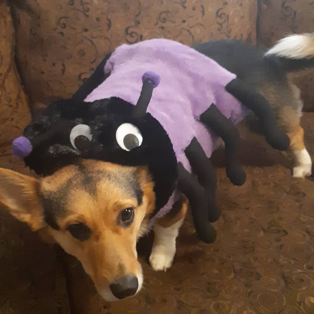 Spider Corg. heathgasm