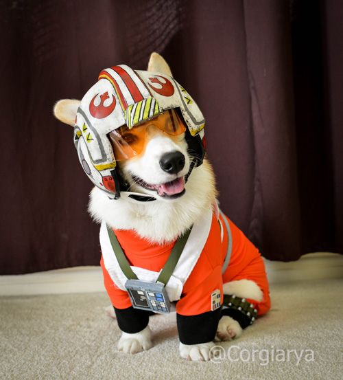 Star Wars X Wing Pilot Dog Costume.