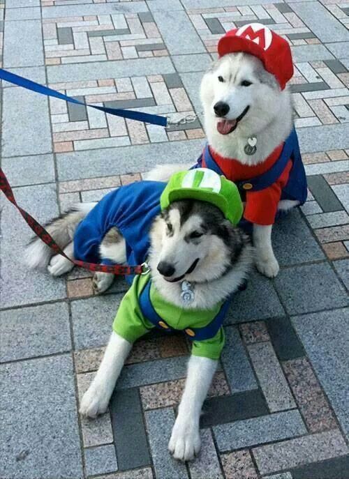 Super Mario Dog Costume.
