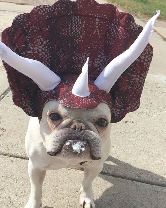 Triceratops Dog Costume.