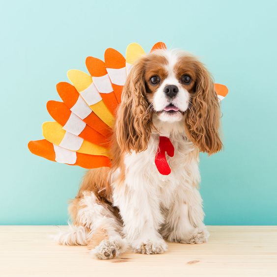 Turkey Costume for Dogs.