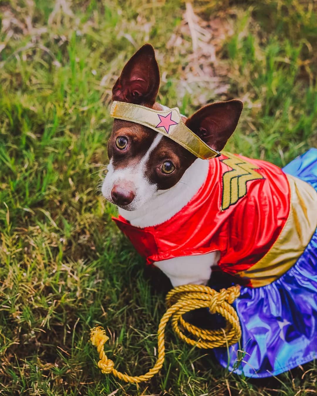 Wonderwoman is way better at this picture thing tuckerthepup4