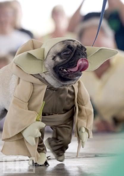 Yoda Dog Costume.