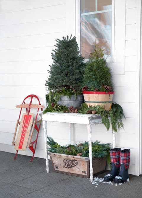 Natural Evergreens at Country Living