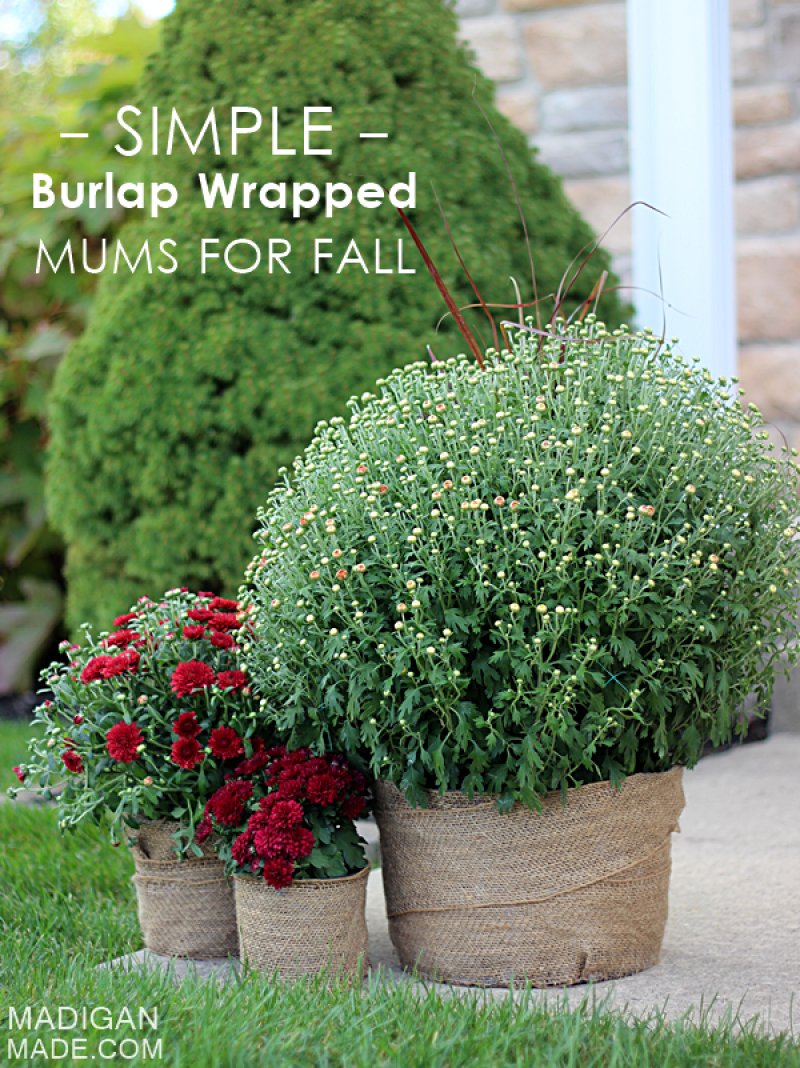 Burlap-Wrapped Mums by Madigan Made