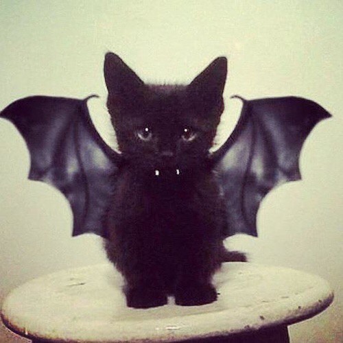 Amazing vampire kitten costume.
