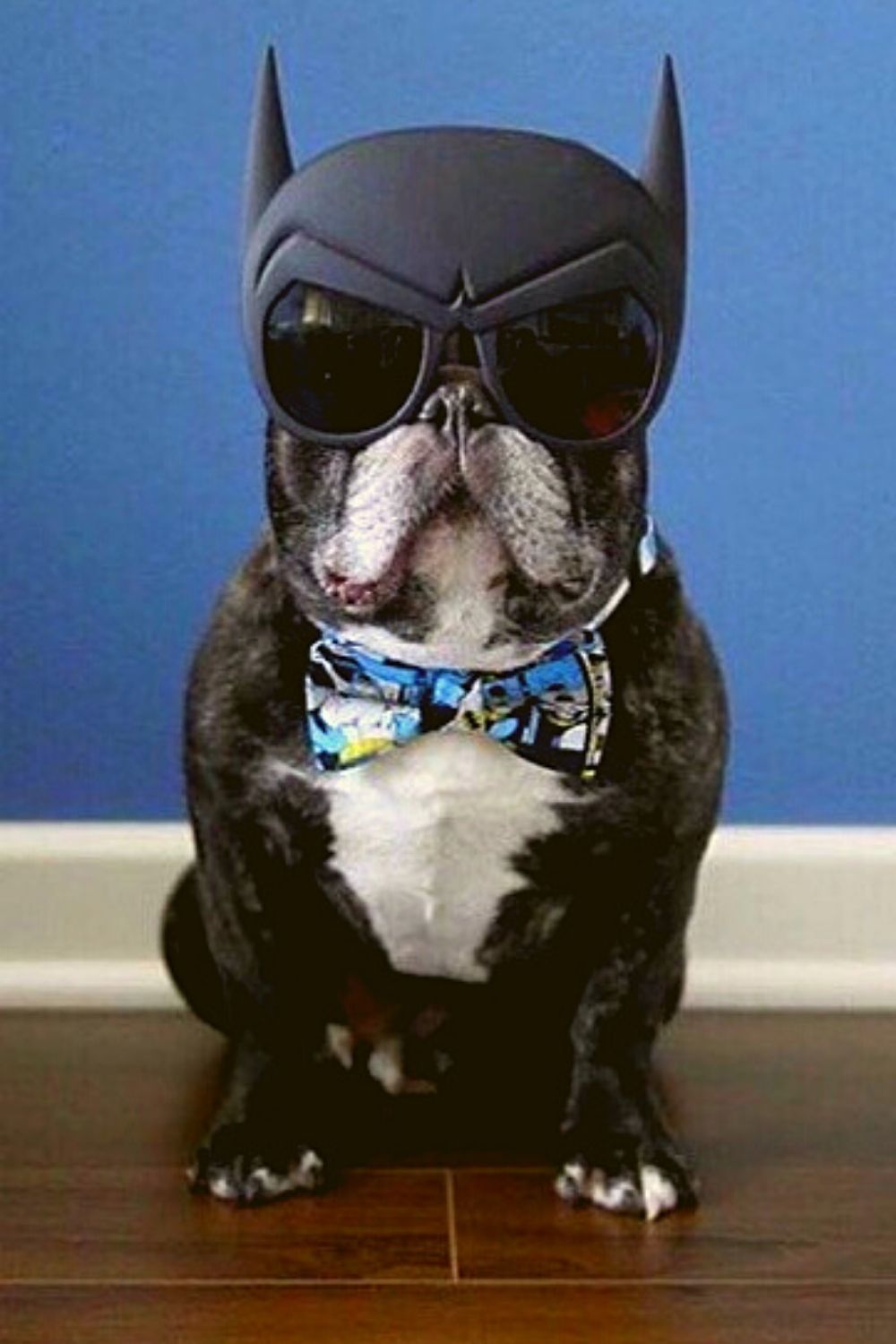 Batman costume for dog.