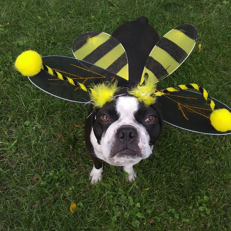Bee costume for dog.