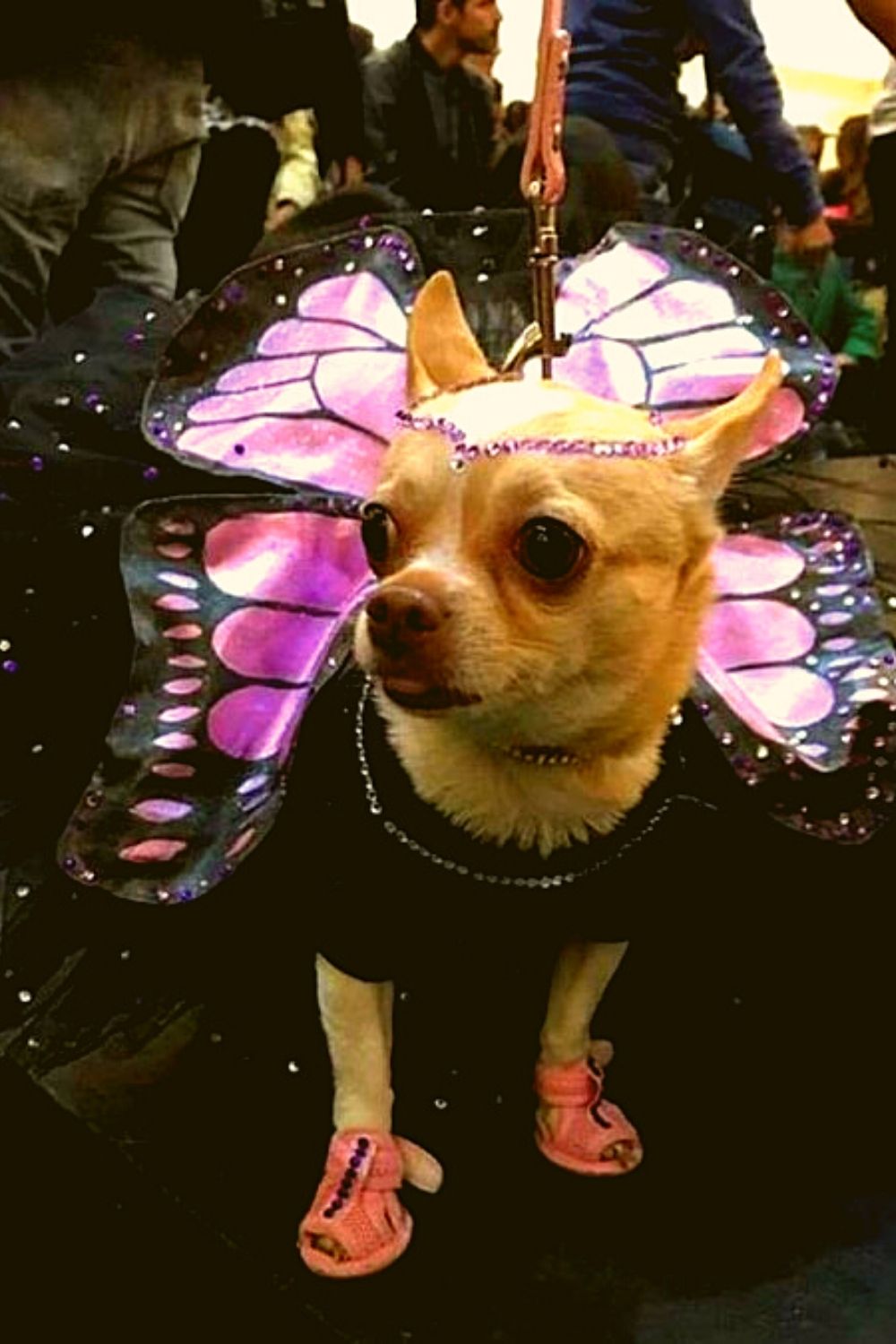 Charismatic butterfly costume for puppy.
