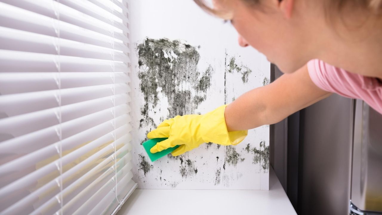 Clean mold regularly