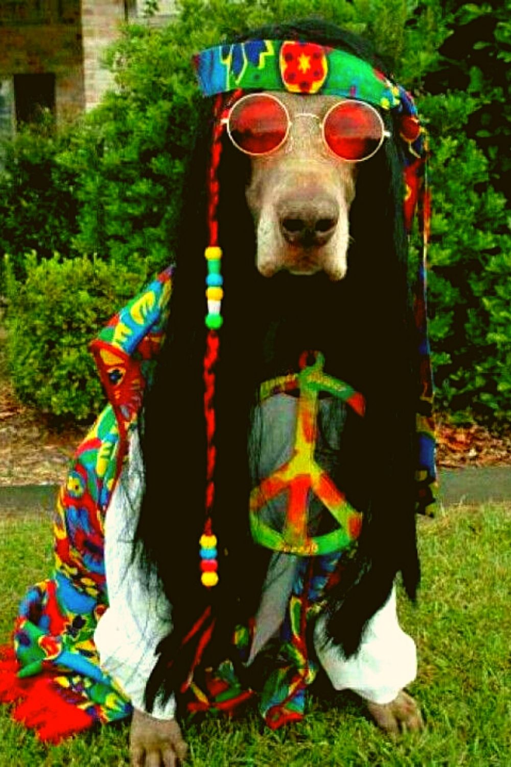 Cute hippie dog.
