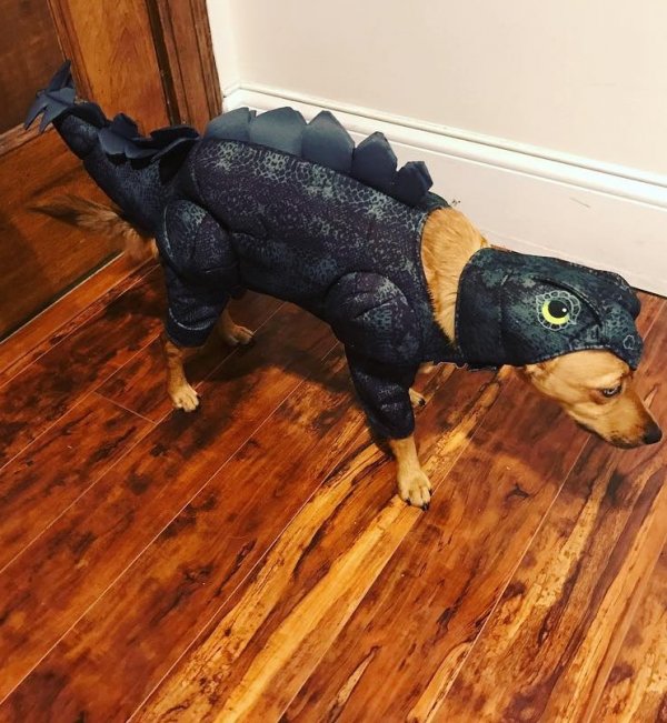 Dinosaur outfit for dog.
