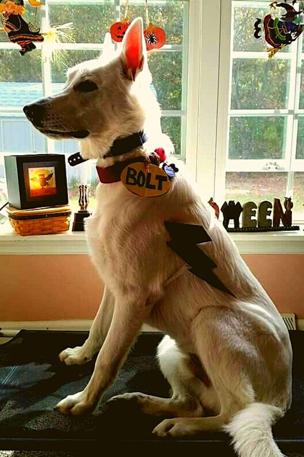 Disney bolt Halloween costume for dog.