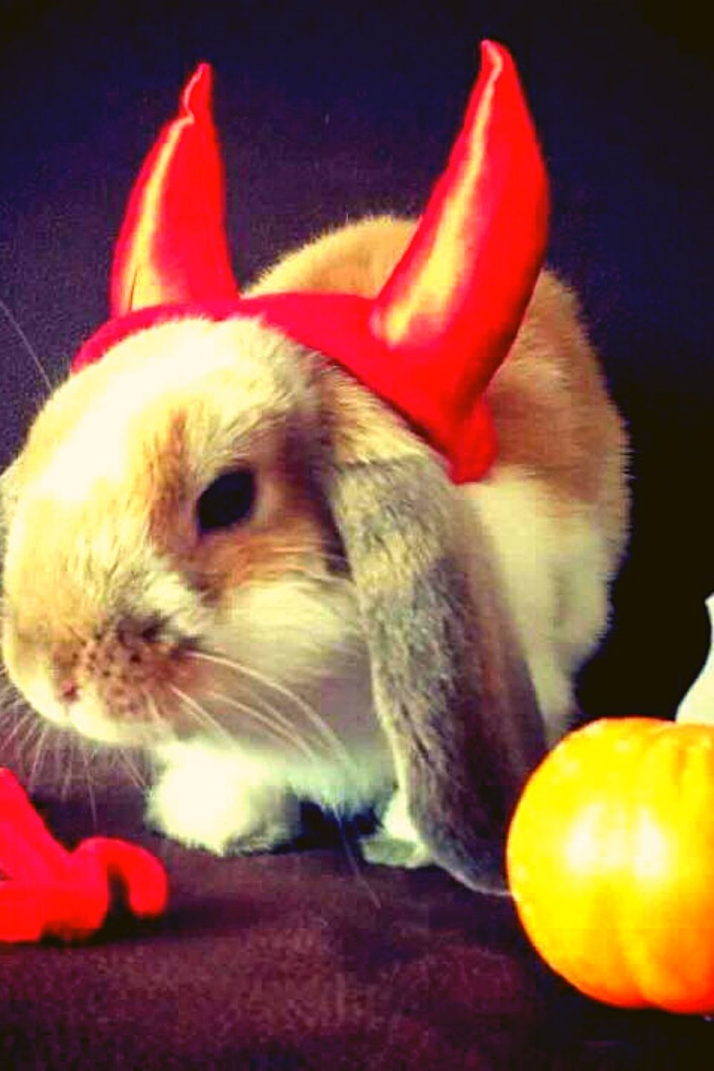 Gorgeous rabbit dress up for Halloween party.