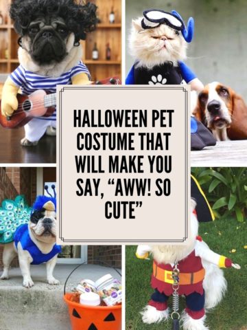 Halloween Pet Costume that will make you say “Aww SO Cute”