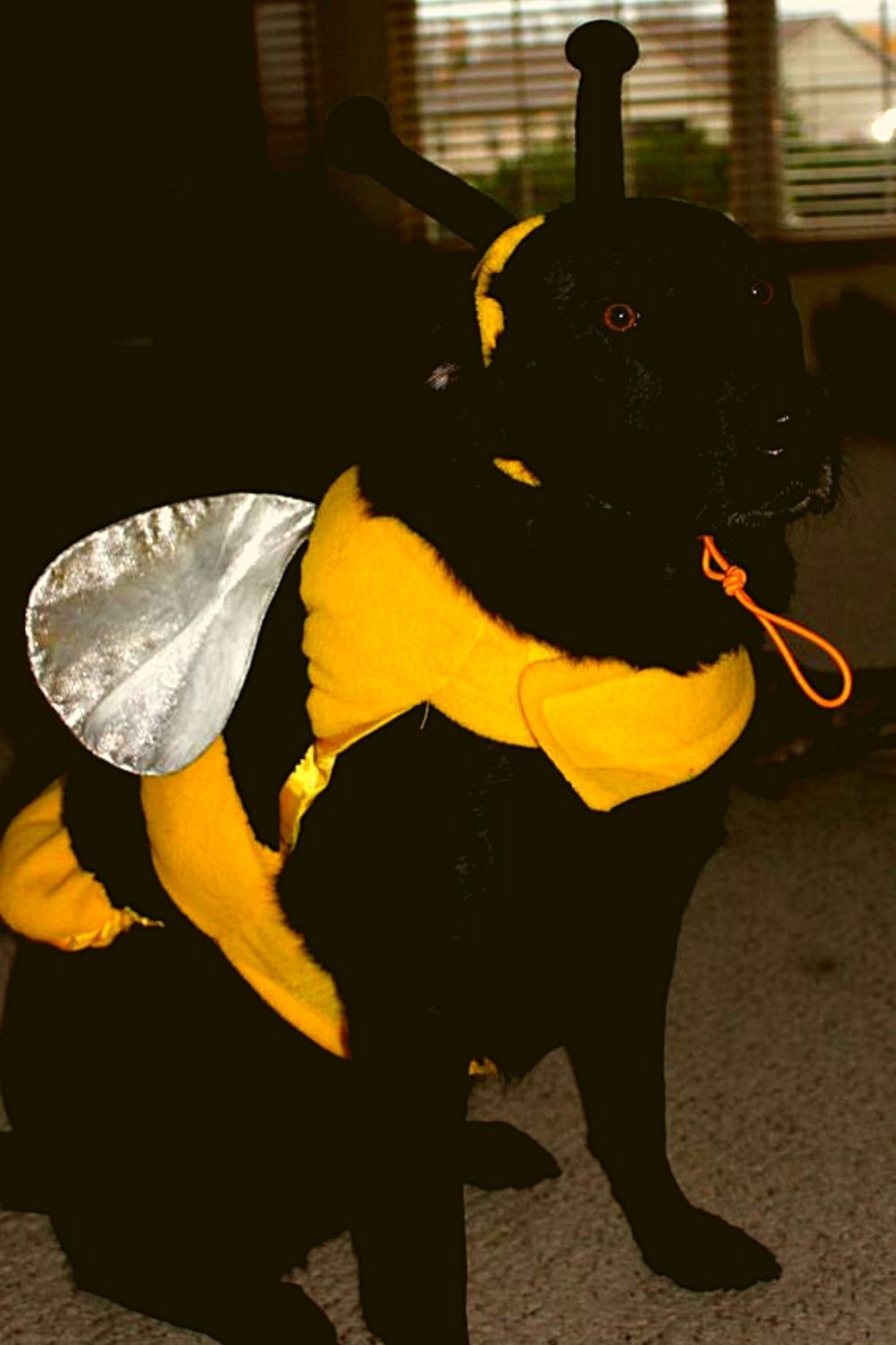 Honey bee costume for dog.