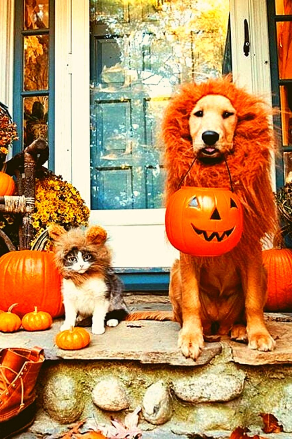 Lion costume for dog.