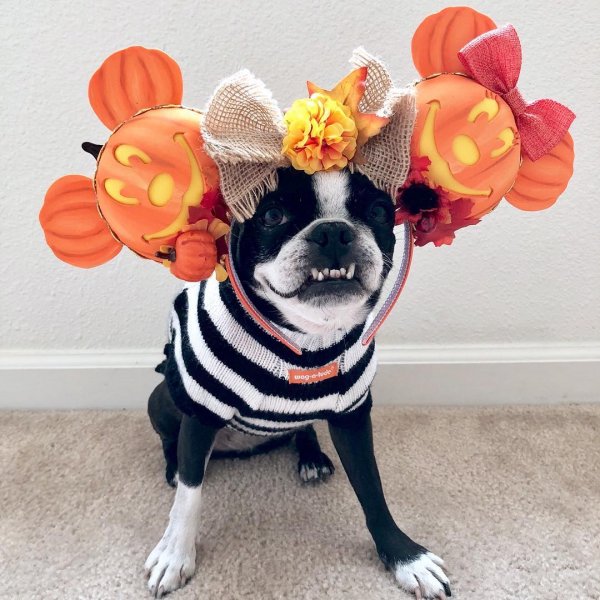 Marvelous pumpkin ears.