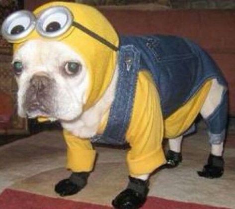 Minion Halloween costume for puppy.