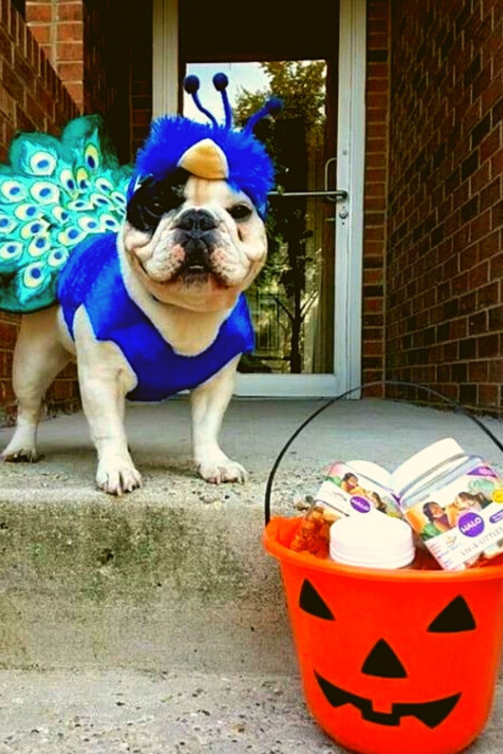 Peacock costume for dog.