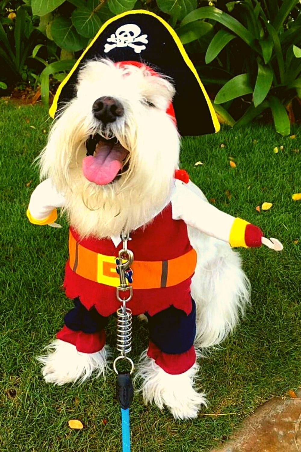 Pirate outfit for dog.