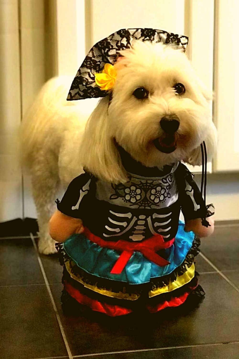 Pretty dog outfit for Halloween.