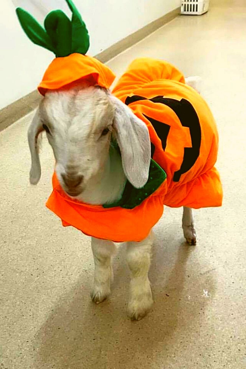 Pumpkin costume for goat.