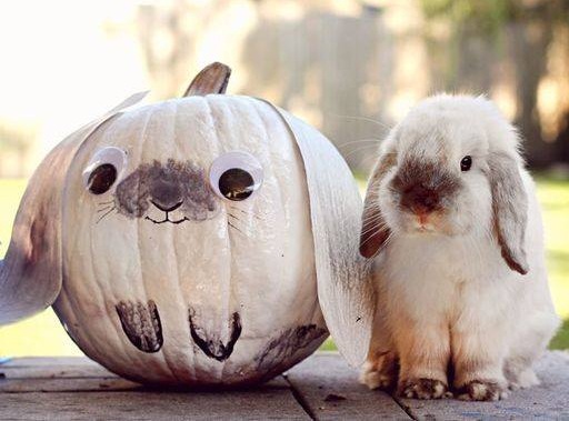 Real bunny with pumpkin bunny.
