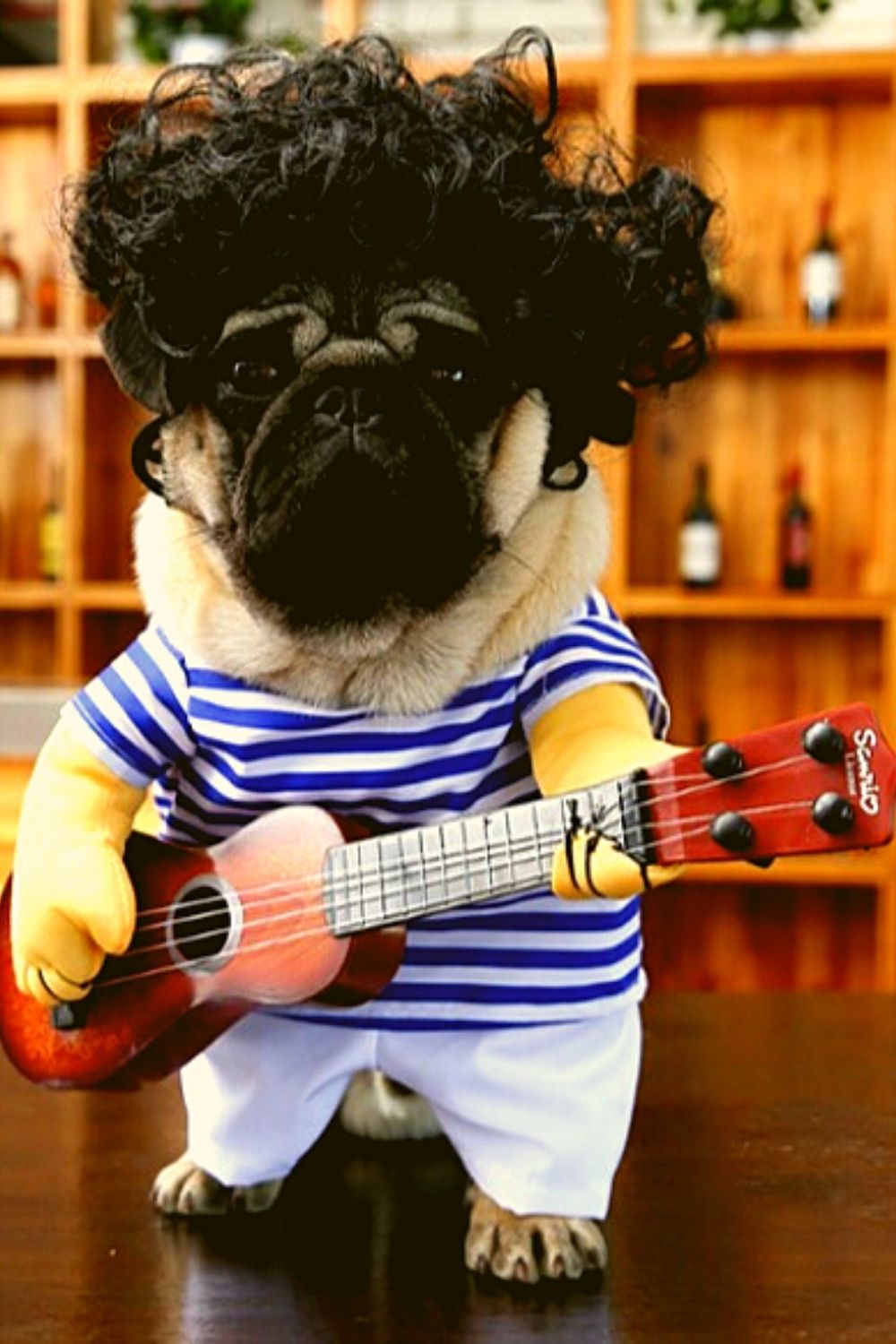 Rock star dog.