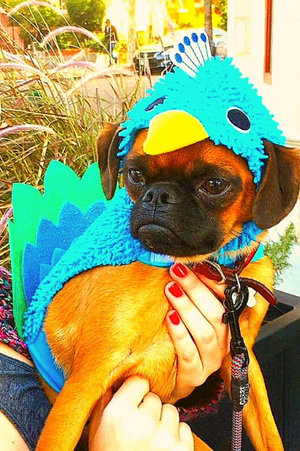 Royal turkey costume for dog.