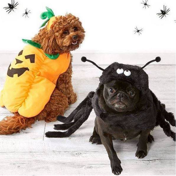 Spider and trick or treat pet costume.