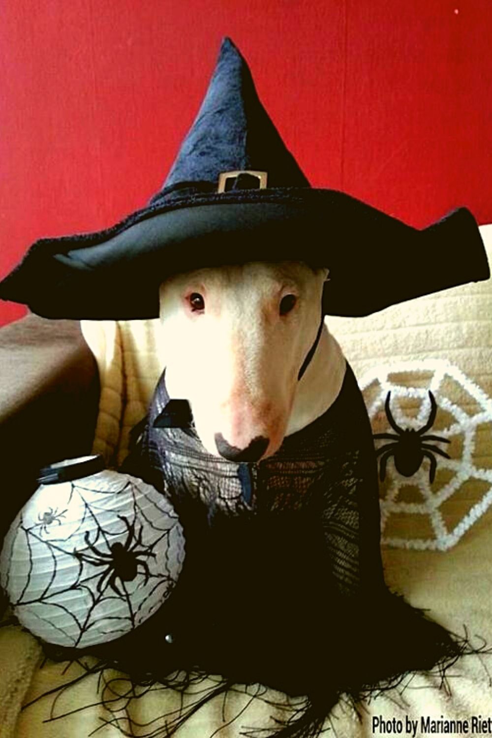 Witch cap for dog.