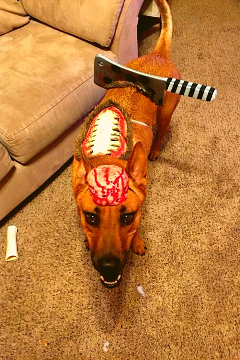 Zombie dog costume.