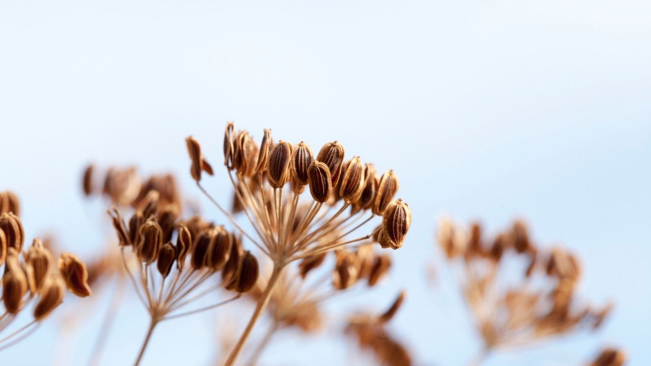 Procedure to use fennel stalk