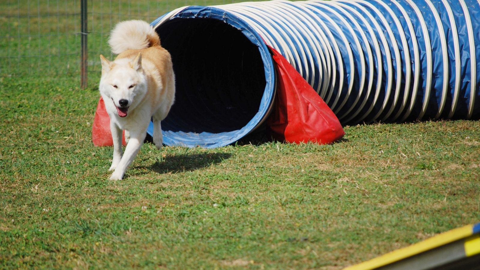 Folding Dog Ramps