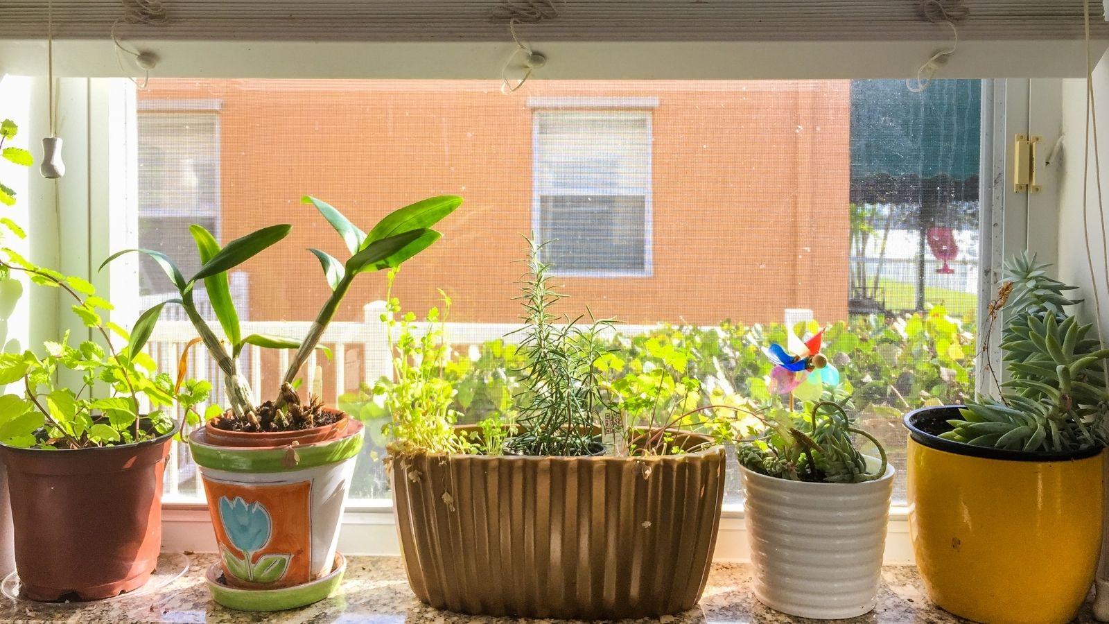 Beginners Guide: Best Veggies and Herbs to Start an Indoor Garden 1 Best Veggies and Herbs