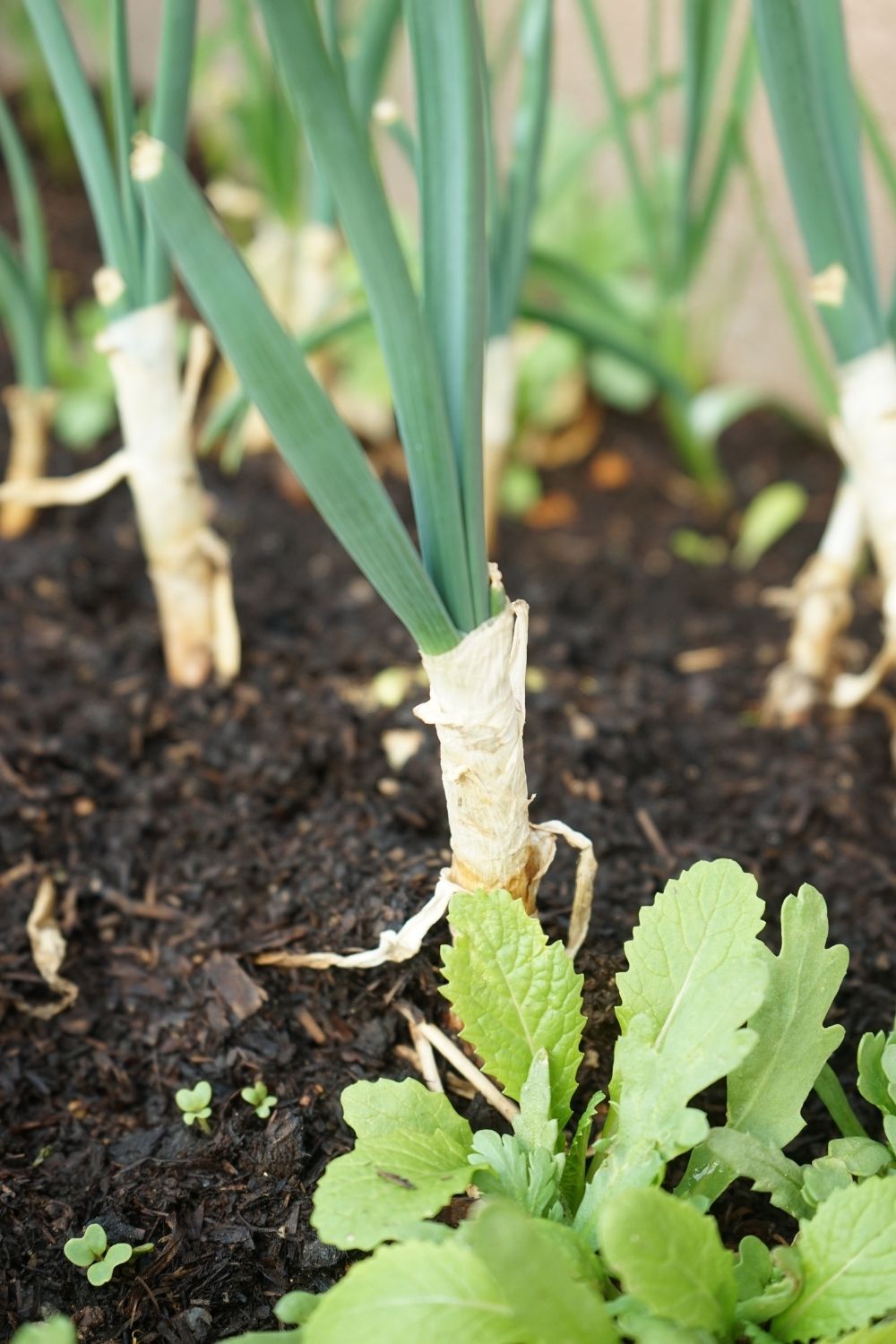 Beginners Guide: Best Veggies and Herbs to Start an Indoor Garden 2 Scallions