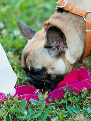 Gifts to Keep Your Pets Happy and Healthy