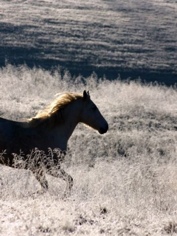 Mighty Horsey